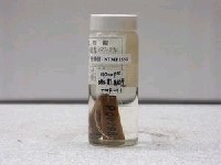 藏品(明潭吻鰕虎)的圖片